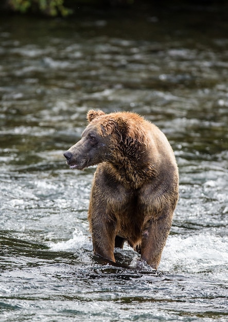 Bruine beer staat in de rivier in Katmai National Park, Alaska, VS.