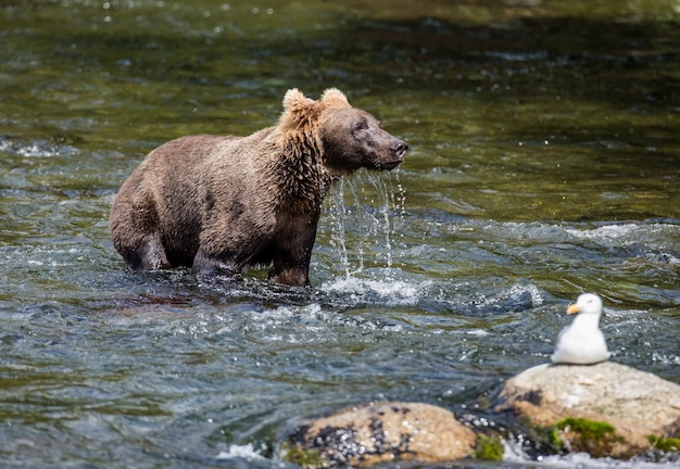 Bruine beer staat in de rivier in Katmai National Park, Alaska, VS.