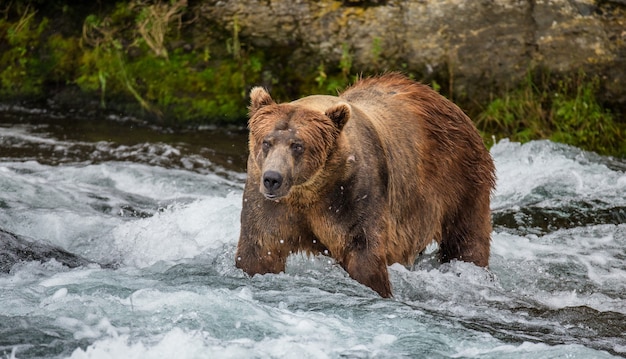 Bruine beer staat in de rivier. VS. Alaska. Katmai Nationaal Park.