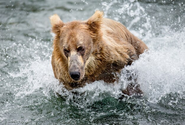 Bruine beer staat in de rivier. VS. Alaska. Katmai Nationaal Park.