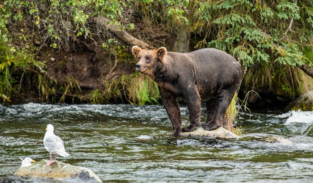 Bruine beer staat op een rots midden in de rivier