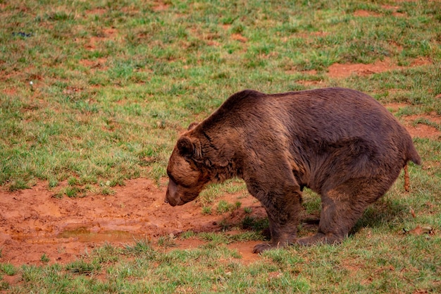 Bruine beer Ursus arctos arctos Het is een ondersoort van de bruine beer die typisch is voor Europa