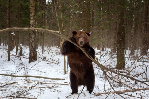 Bruine beer Ursus Arctos in het bos in de winter