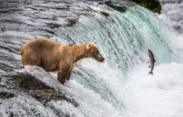 Bruine beer vangt een zalm in de rivier. VS. Alaska. Katmai Nationaal Park.