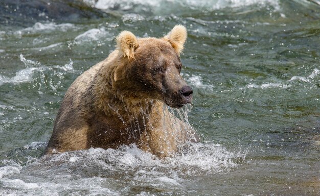 Bruine beer zit in de rivier in Katmai National Park, Alaska, VS.