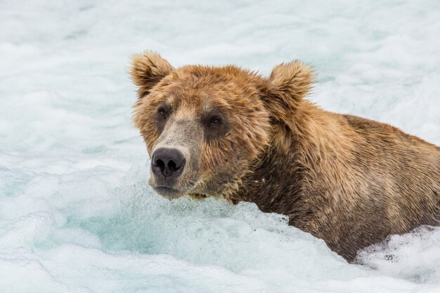 Bruine beer zit in de rivier. VS. Alaska. Katmai Nationaal Park.