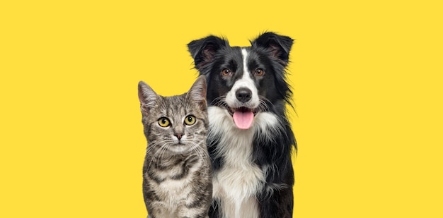 Bruine Bengaalse kat en een border collie-hond hijgend met een gelukkige uitdrukking samen op geel