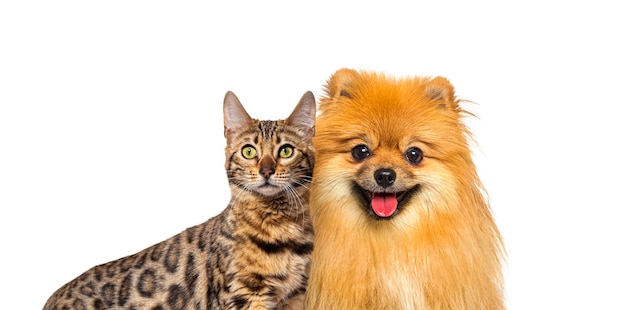 Bruine Bengaalse kat en Red Pomeranian-hond hijgen met een gelukkige uitdrukking samen op een blauwe achtergrondbanner ingelijst kijkend naar de camera