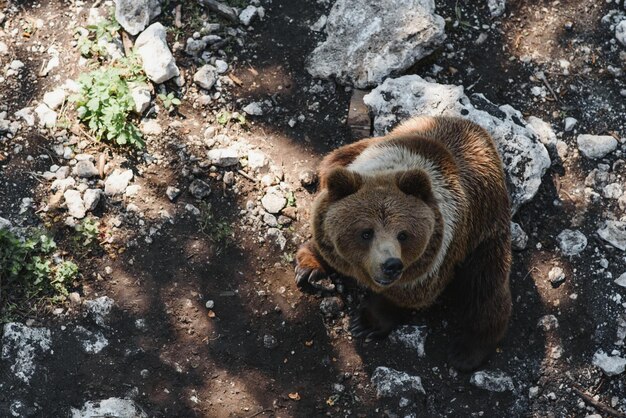 Bruine beren in het bos Europese beer die in de natuur beweegt