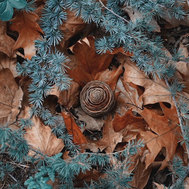 bruine bladeren en dennenappel op de grond in de herfst