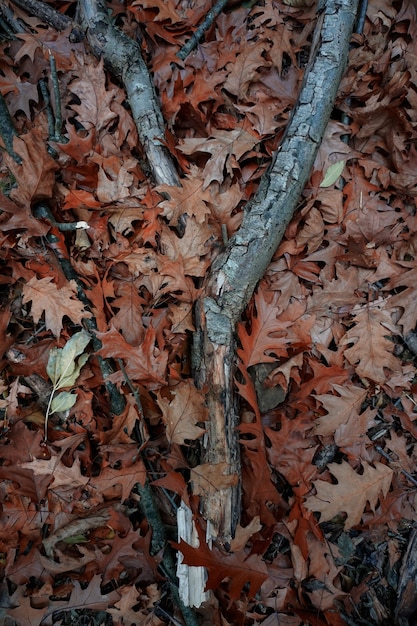 Bruine bladeren en stam ter plaatse in de herfst