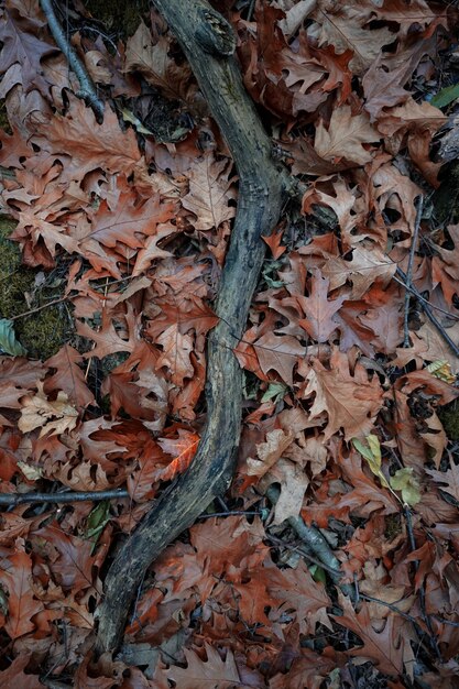 Bruine bladeren en stam ter plaatse in de herfst