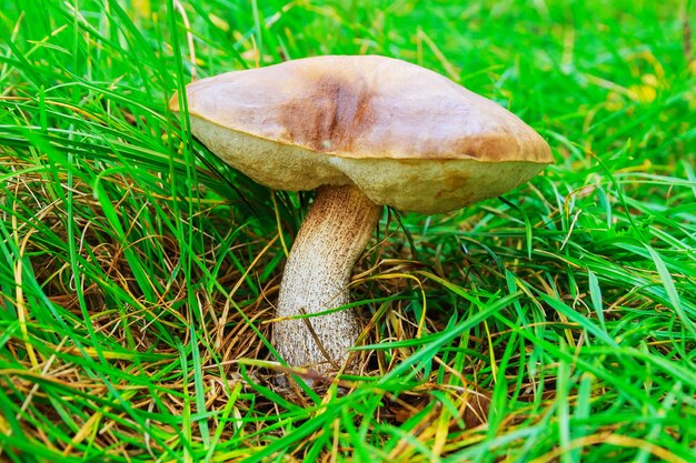 Bruine boletus op het gras. Paddenstoelen plukken.