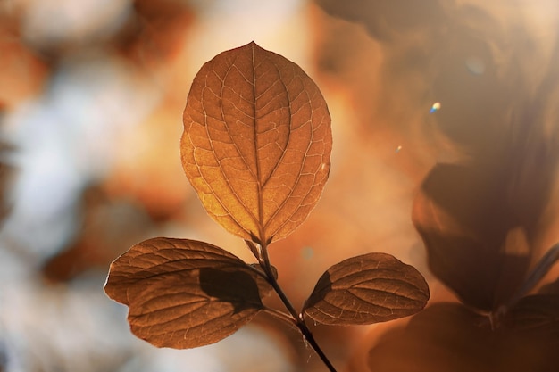 Bruine boombladeren in het herfstseizoen