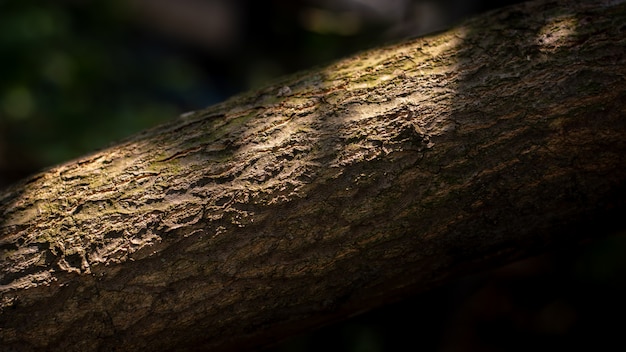 bruine boomschors textuur van een grote bomen in het bos.