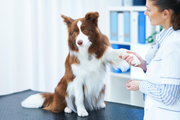 Bruine Border Collie-hond tijdens bezoek aan dierenarts Hoge kwaliteit foto