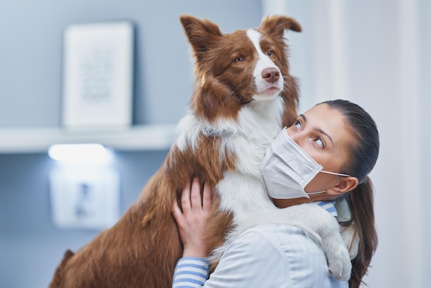 Bruine Border Collie-hond tijdens bezoek aan dierenarts Hoge kwaliteit foto