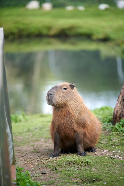 Bruine capibara zittend bij het meer in de dierentuin