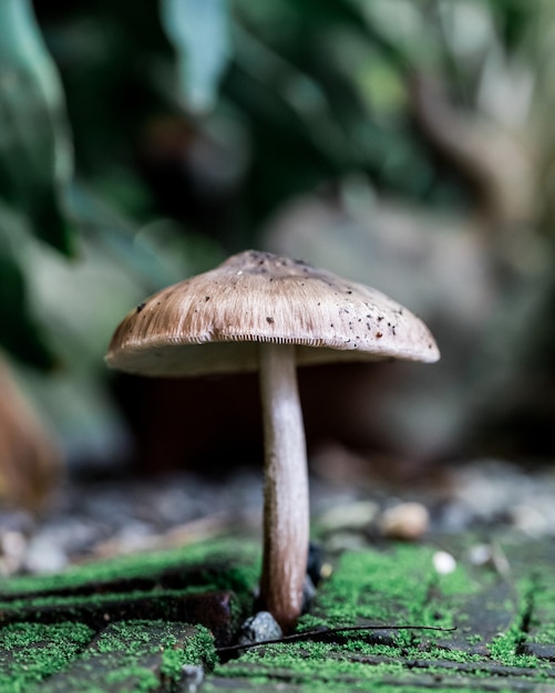 Bruine champignons die op de grond groeien