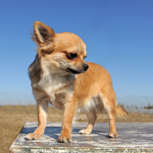 Bruine Chihuahua