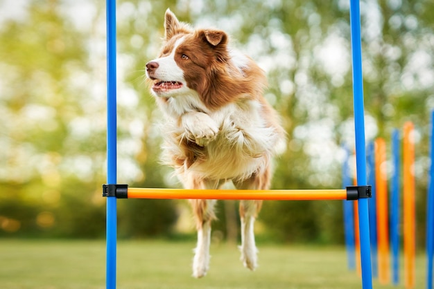 Bruine chocolade Border Collie hondentraining in de tuin