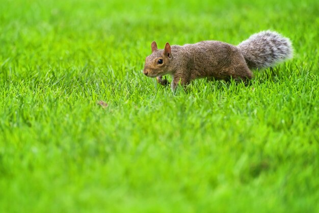 Bruine eekhoorn over groen gras dat naar camera kijkt