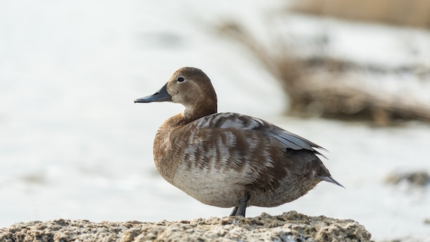 Bruine eend Close-up, meer Sasyk-Sivash. Evpatoria, Krim.