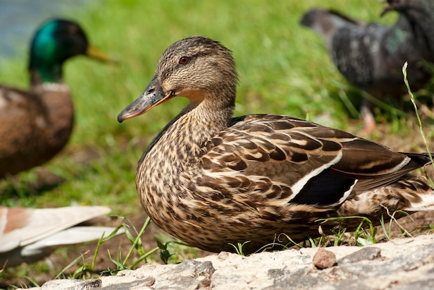 Bruine eend op een achtergrond van groen gras.