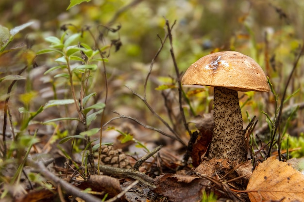 Bruine eetbare paddenstoel podosinovik in het struikgewas van bosbessen Zonnige zomerdag