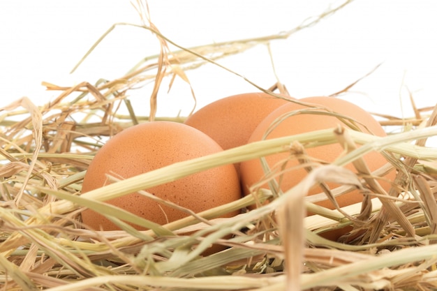 Bruine eieren in een nest dat op een witte achtergrond wordt geïsoleerd