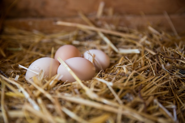 Bruine eieren in een nest