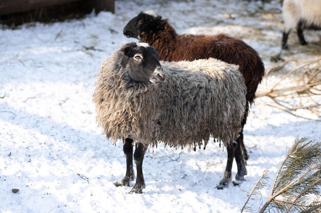 Bruine en grijze schapen in de paddock jonge bruine en grijze schapen op de boerderij op een winterdag