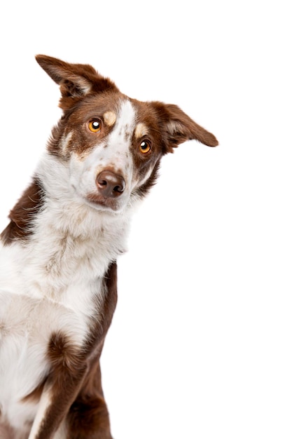 Bruine en witte border collie-hond