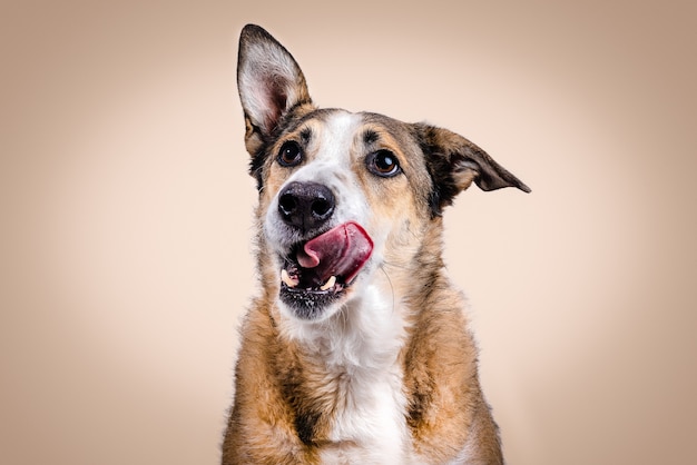 Bruine en witte hond met opgeheven oor likken op een beige achtergrond