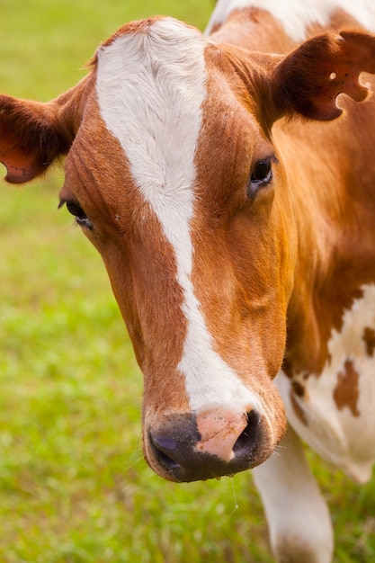 Bruine en witte koe op greeen gras