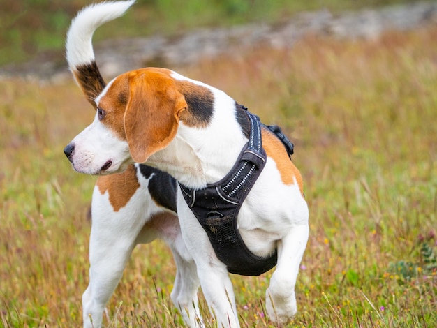 Bruine en witte puppy die over de weide loopt. Puppy met zwart harnas dat wegkijkt.