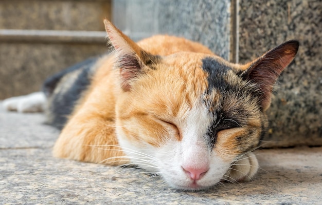 Bruine en zwarte kattenslaap op buitenvloer selectieve focus op zijn oog