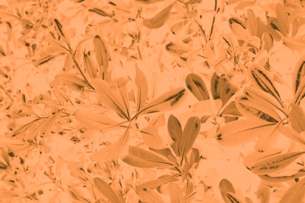 Bruine ficusbladeren op een oranje achtergrond