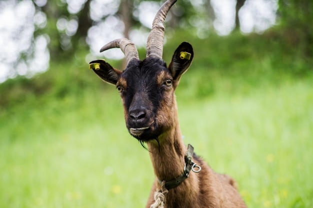 Bruine geit in de weide. Profiel van de geit in close-up