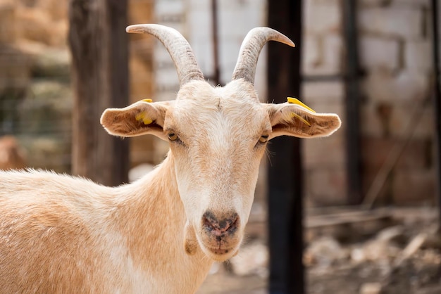 Bruine geit op de boerderij