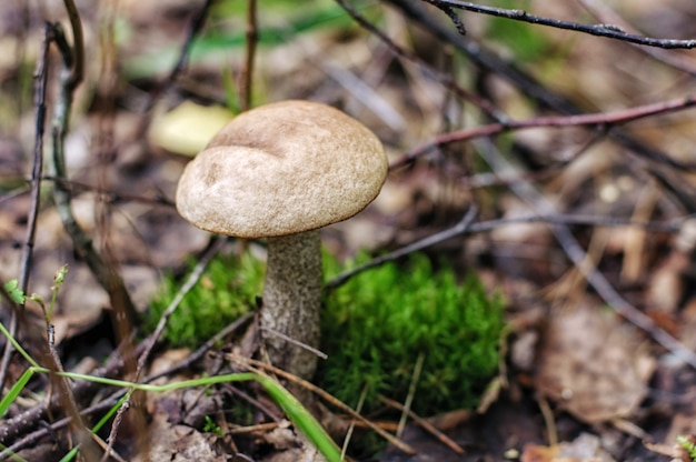 Bruine GLB bolete paddestoelen die in hout groeien