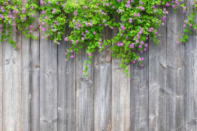 Bruine grijze houten omheining met mooie groene bladereninstallatie en roze violette bloemengrens met lege exemplaarruimte. Textuurachtergrond van de oude houten planken met klimplant.