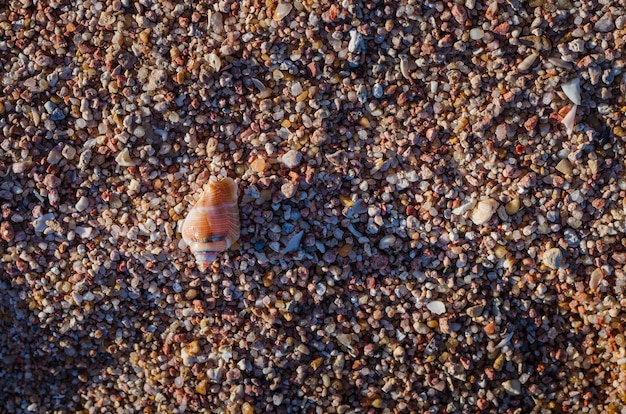 Bruine grinttextuur op het overzeese strand, aardachtergrond