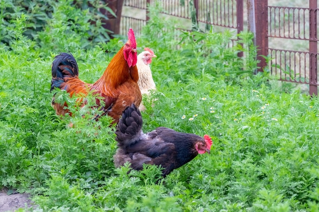 Bruine haan en twee kippen in de tuin onder het groene gras. Kippen fokken