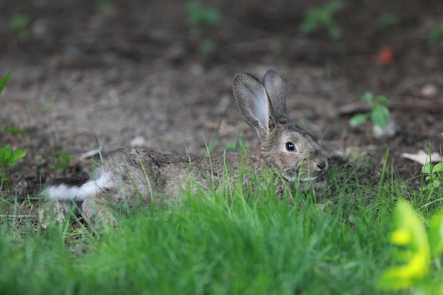 Foto bruine haas in het gras