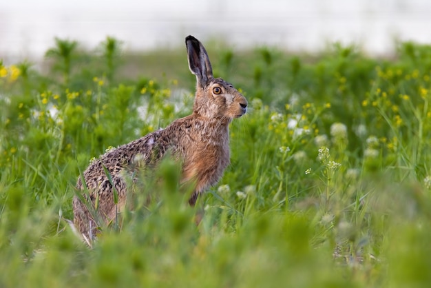 Bruine haas lepus europaeus zittend in groeiend gras in de zomer natuur Wild konijntje rusten in wilde bloemen van kant Langorige zoogdier kijken op weide