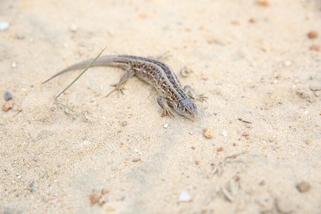 Bruine hagedis op het zand