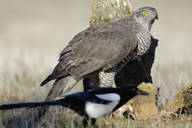 Bruine havik in een grasveld met op wazig groen with