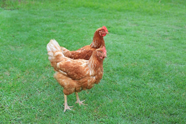 Bruine hennen staan vrij rond in de tuin