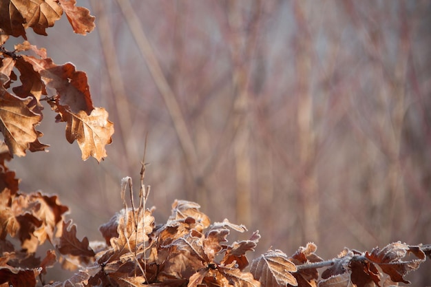 Bruine herfstbladeren bedekt met rijm op een onscherpe achtergrond kopieer ruimte achtergrond van gouden bladeren op een schone achtergrond vorst in het bos